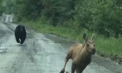 Maine Couple Uses Pickup Truck to Block Charging Black Bear