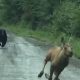 Maine Couple Uses Pickup Truck to Block Charging Black Bear