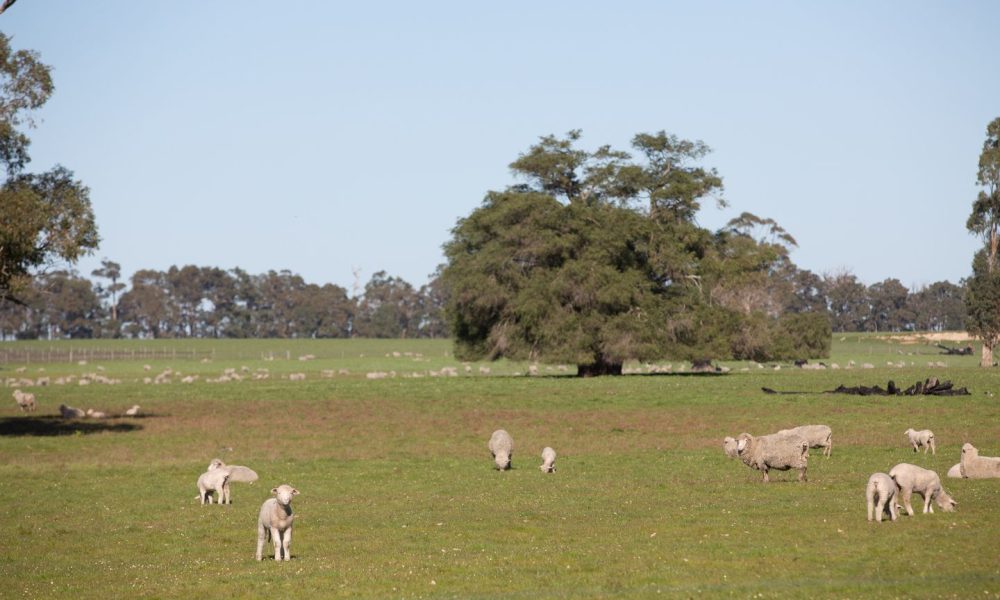 Dardanup Butchering Company gets approval for $55m Picton abattoir expansion