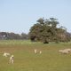 Dardanup Butchering Company gets approval for $55m Picton abattoir expansion