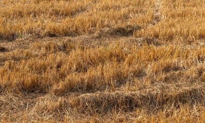 will 2026 out-drought 1976 for UK farmers?