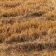 will 2026 out-drought 1976 for UK farmers?