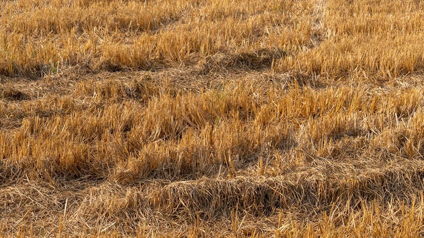 will 2026 out-drought 1976 for UK farmers?