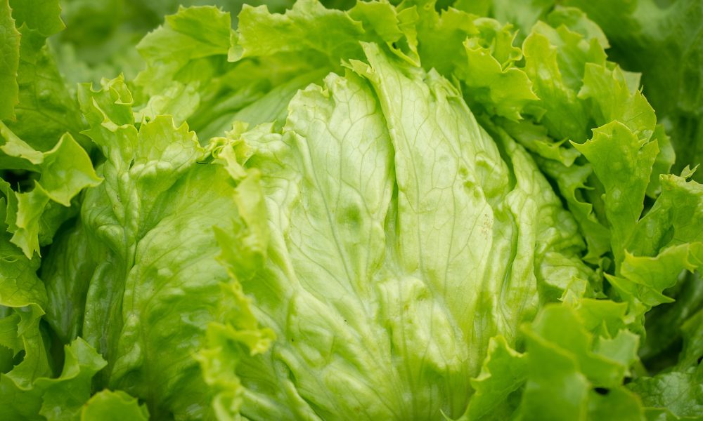 Taco Bell Lettuce Supplied by Taylor Farms Investigated as Source