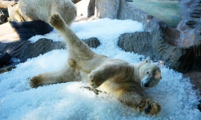 Prague zoo uses tons of ice to help animals beat the heat wave