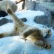 Prague zoo uses tons of ice to help animals beat the heat wave