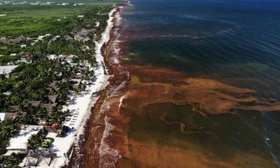 Record seaweed threat to tourism, environment in Mexico and Caribbean