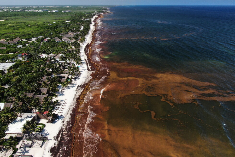 Record seaweed threat to tourism, environment in Mexico and Caribbean