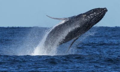 Nearly 300 humpback whales were seen in a rare 'supergroup' that shows their recovery