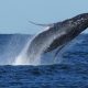 Nearly 300 humpback whales were seen in a rare 'supergroup' that shows their recovery