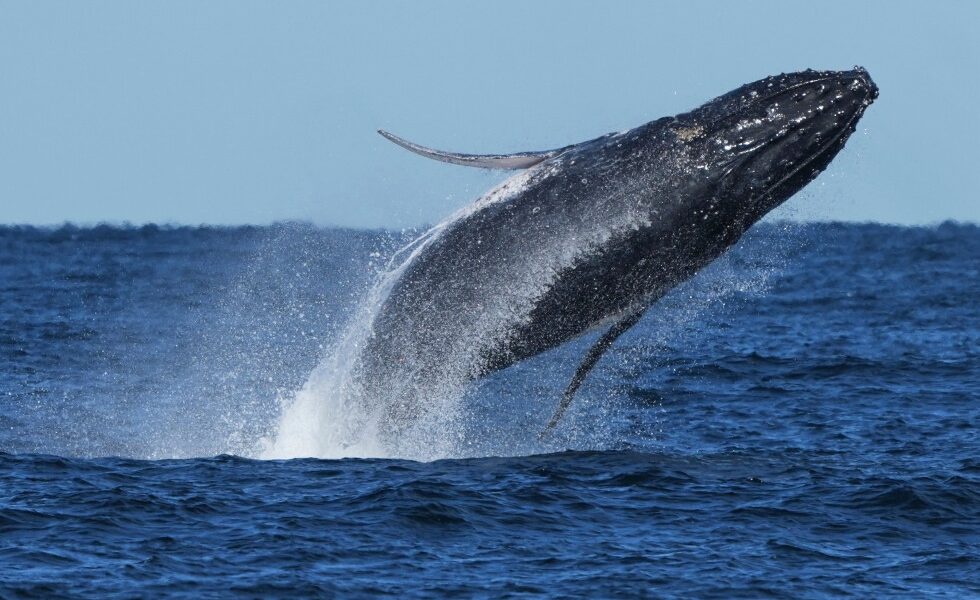 Nearly 300 humpback whales were seen in a rare 'supergroup' that shows their recovery