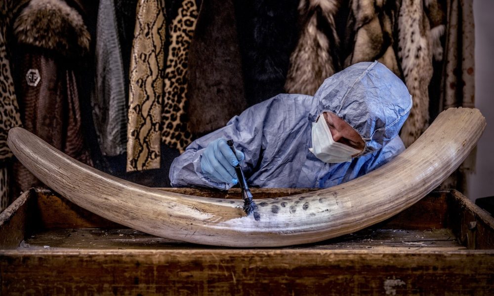 In pictures: How forensic science is helping tackle wildlife poaching