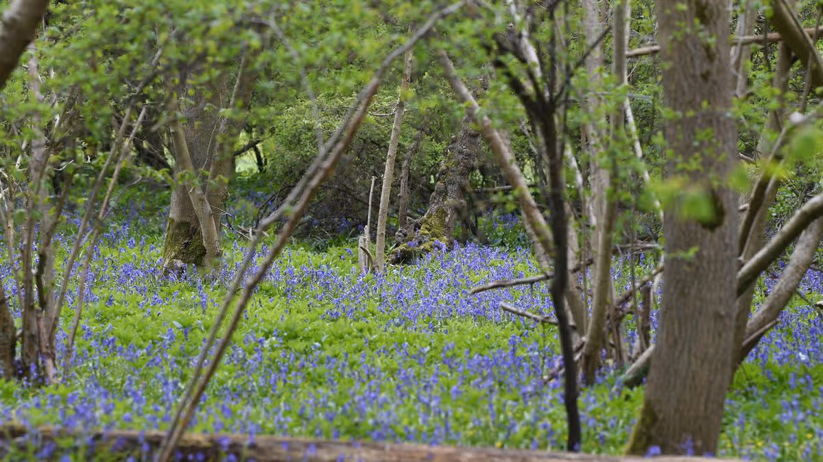 Cambridgeshire Live