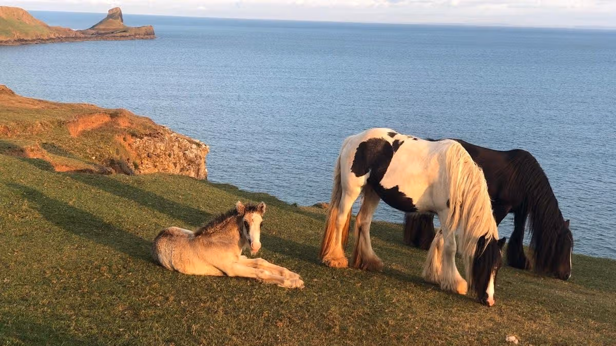 Wales Online