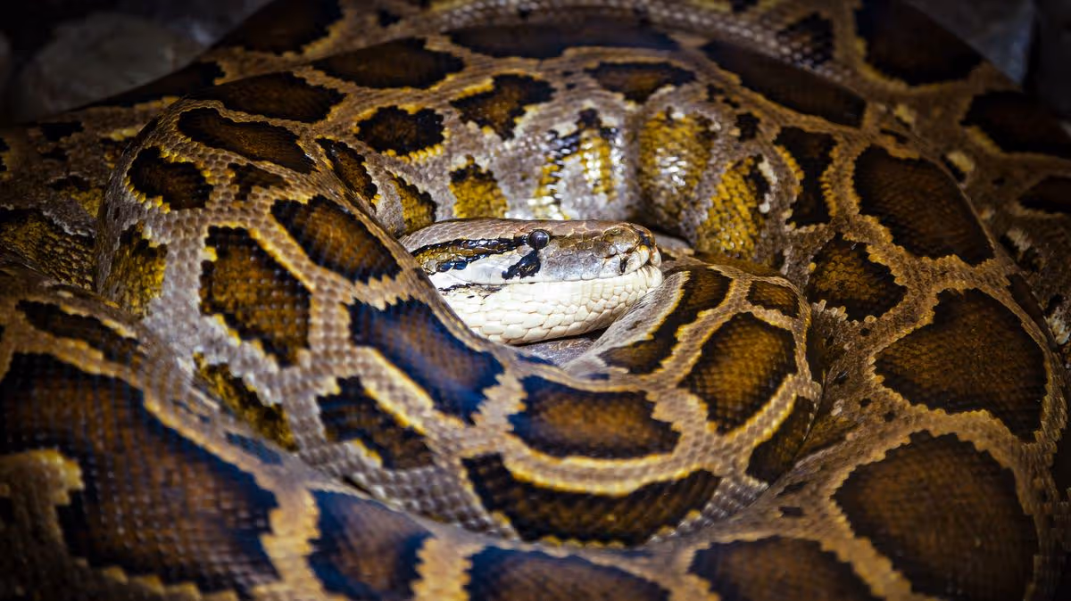 Daily Record