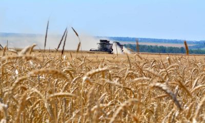 Corn and wheat prices jump to highest prices in more than three years