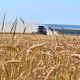 Corn and wheat prices jump to highest prices in more than three years