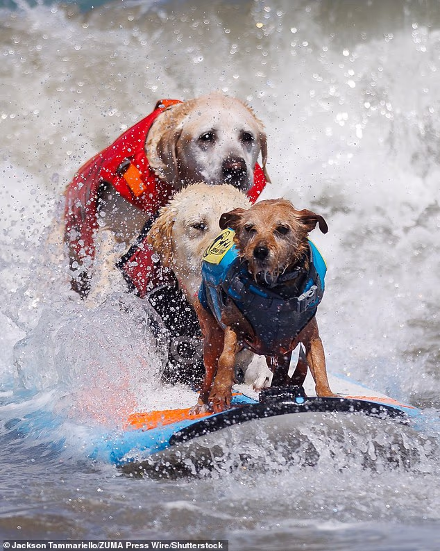 Rippin' Rosie, Charlie, and Carson Surf Dog ride in tandem during the World Dog Surfing Championships