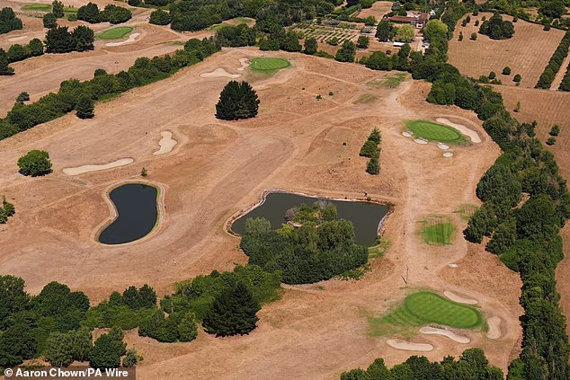 One golf course near Ascot, Surrey, saw its greens hemmed in by a sea of brown grass as temperatures were set to hit 35C today