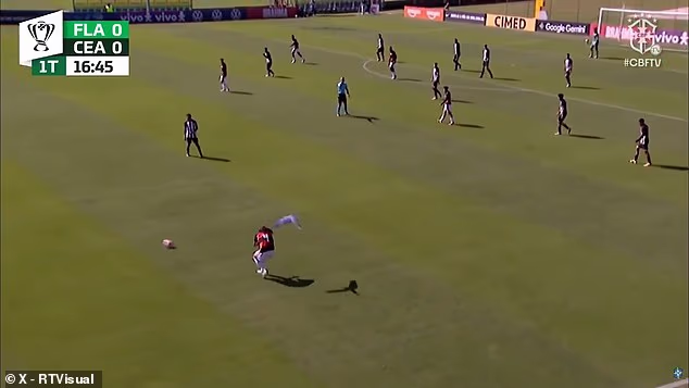 A Brazilian youth game was bizarrely halted at the weekend when a parrot attacked a player