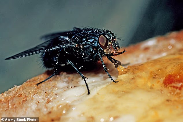 The heatwave that hit Britain in June, with temperatures rising to 37.7C (99.8F), has created perfect conditions for flies to breed