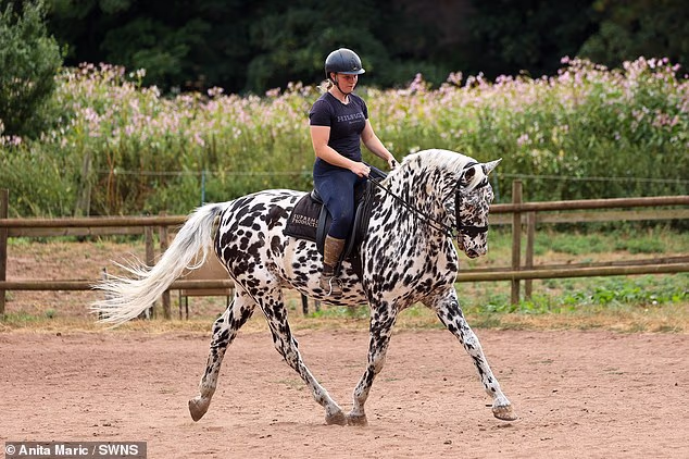 Milo, a 15-year-old Appaloosa gelding owned by Megan Share (28), is making history by aiming to become the first completely blind horse to compete in elite dressage against sighted horses