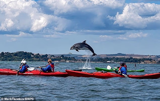 A dolphin leapt into the air off the Dorset coast, to the delight of a group of kayakers