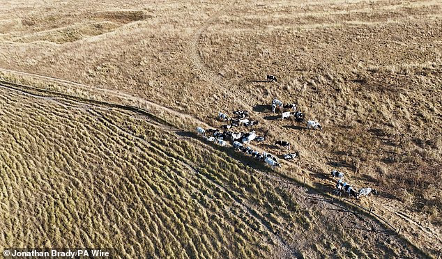 Cattle graze near the Oxfordshire village of Uffington this morning as the heatwave continues