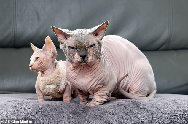Charities have issued an urgent warning over a wave of 'Frankenstein cats', including Scottish fold, Persians, Sphynx cats, and new 'XL bully' cats (pictured)