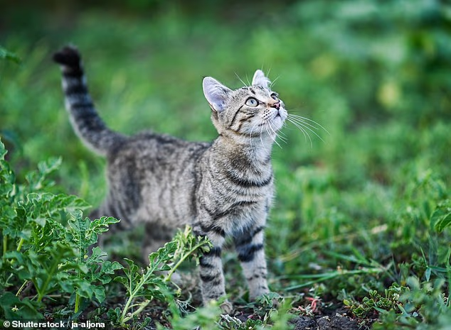 Scientists say that letting your cat roam outside can make it less destructive and less disruptive at night (stock image)
