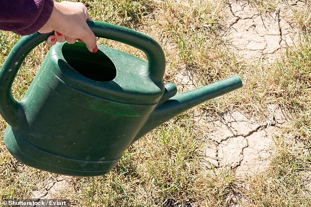 A host of gardening experts have shared their top tips for helping gardens recover from the summer heat