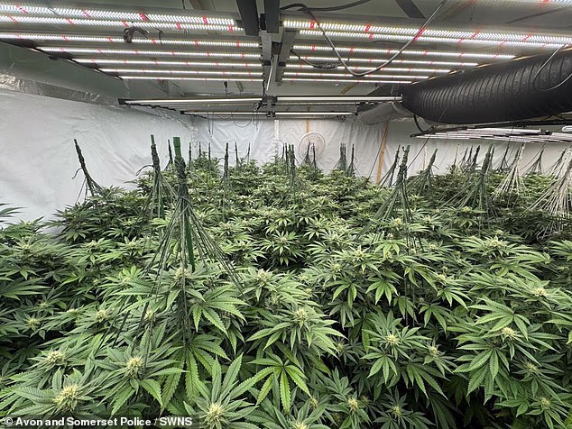 There are no fewer than 450 Albanian cannabis farms operating across the country, although the figure is likely to be very much higher