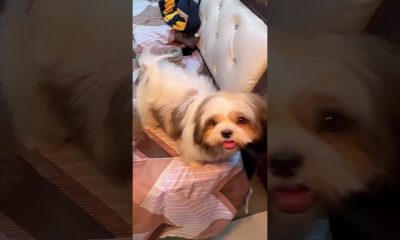 #funny #motivation #pets #petlover #comedy #love #money