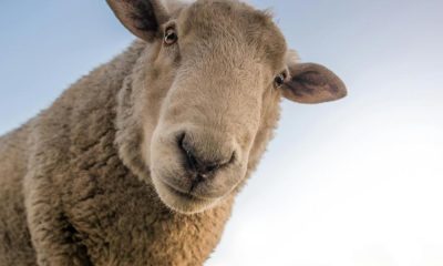 Flock of sheep escape field to bring M62 to standstill