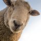 Flock of sheep escape field to bring M62 to standstill