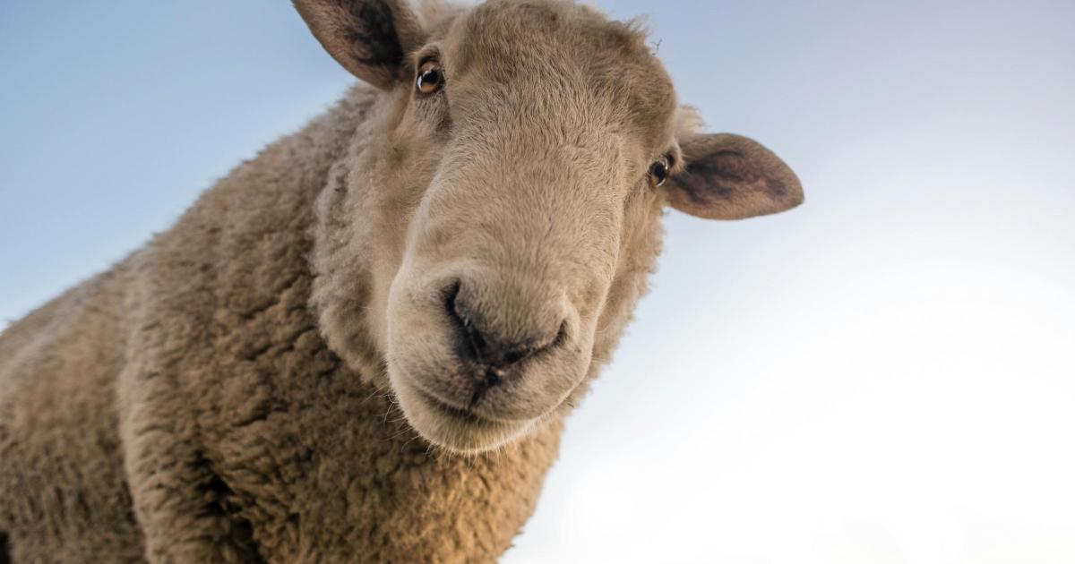 Flock of sheep escape field to bring M62 to standstill