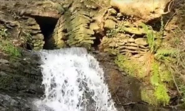 Three top UK family dog walks are close to Bolton