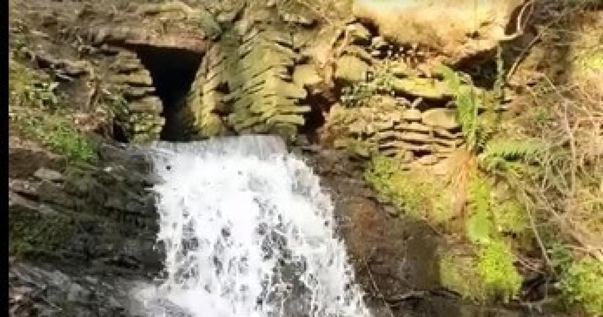 Three top UK family dog walks are close to Bolton