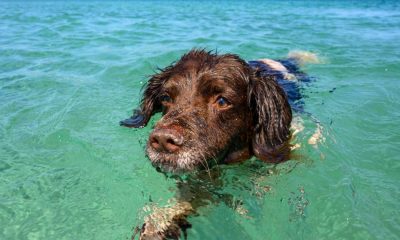 How to keep my dog safe around open water - 9 steps to take