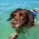 How to keep my dog safe around open water - 9 steps to take