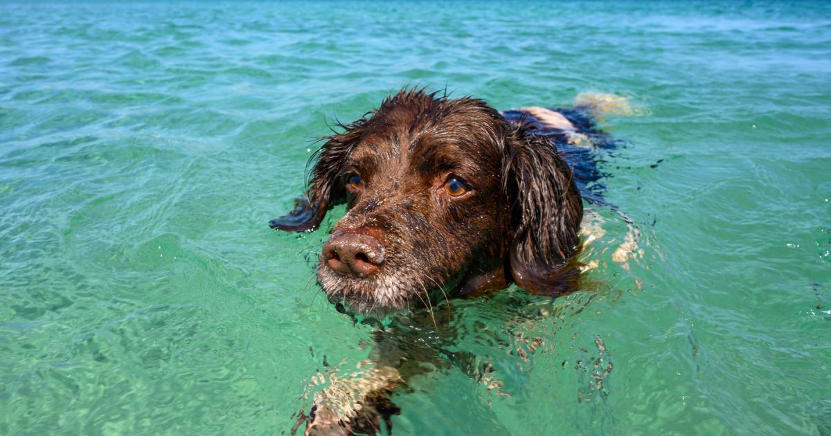 How to keep my dog safe around open water - 9 steps to take