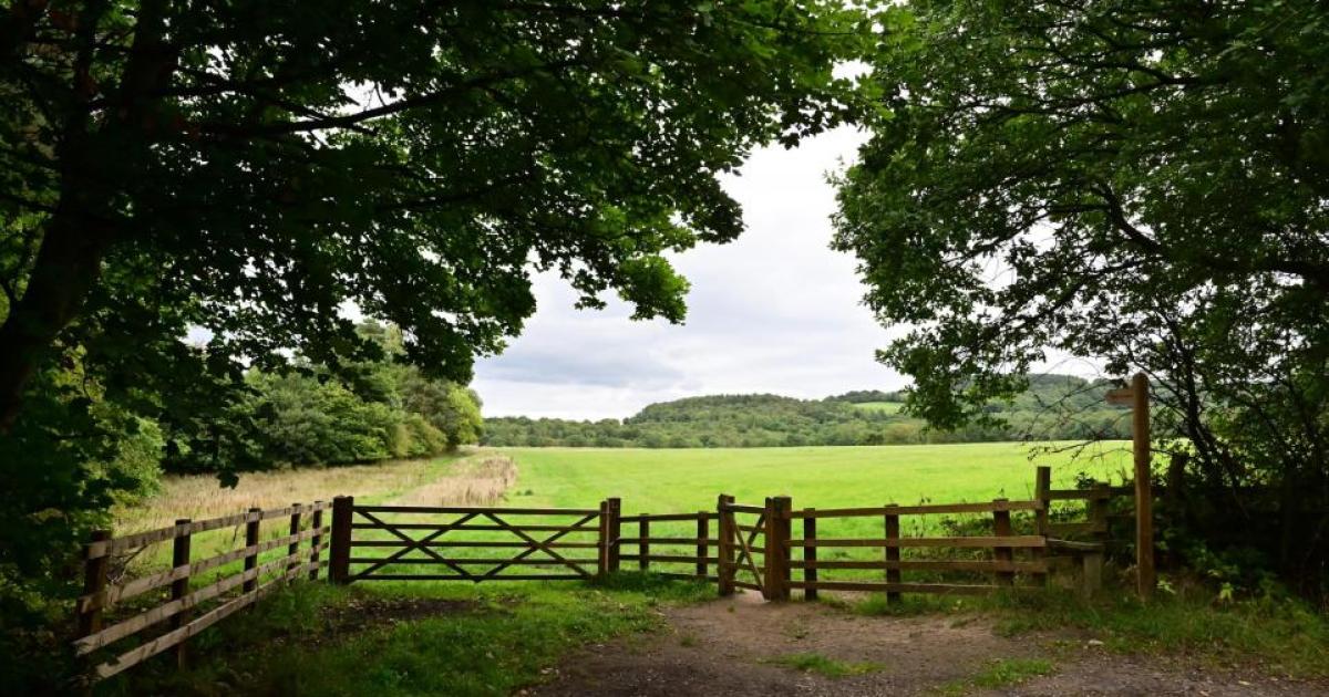 New woodland plans at South Park in Prudhoe, Northumberland