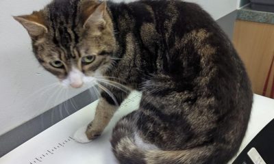 Woman banned from owning pets after neglected cat dies