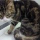Woman banned from owning pets after neglected cat dies