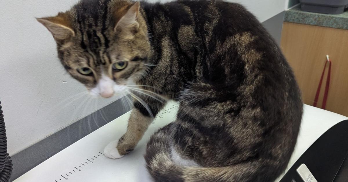 Woman banned from owning pets after neglected cat dies