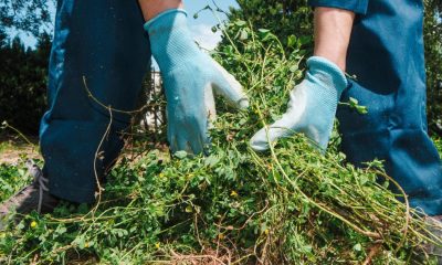 Expert says this household item can be used to kill weeds