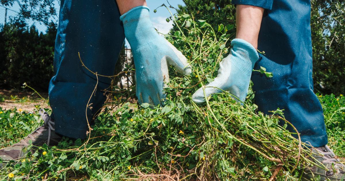 Expert says this household item can be used to kill weeds
