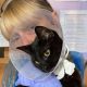 Bolton Destitute Animal Shelter up for prestigious Pet Industry Award