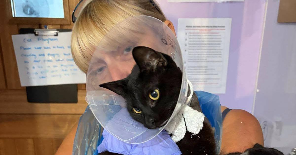 Bolton Destitute Animal Shelter up for prestigious Pet Industry Award