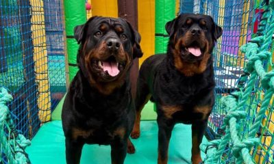 The Pawground Stockton: a soft play experience for your dog